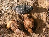 Young Chickens Taking a Dust Bath