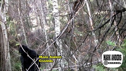 Bigfoot Yellowstone Sasquatch