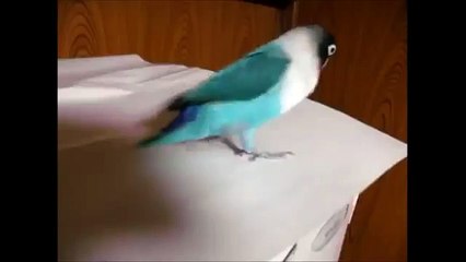 Ce perroquet est un pro de la danse irlandaise