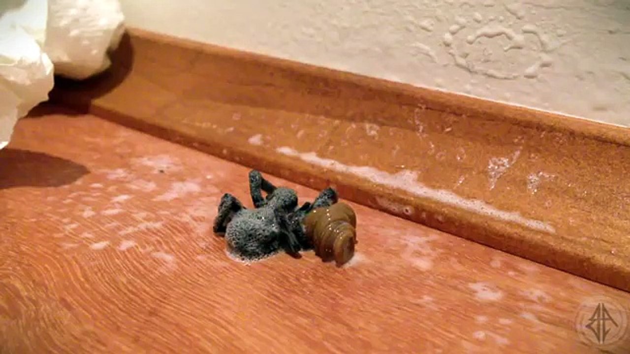 WTF- IS THIS ORIGINAL SPIDER WORM