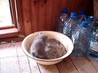 Un chat s'évanouit en faisant caca