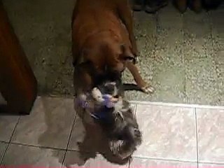 Dogs playing boxer shih tzu lol dogs fight :D XD :) ;)