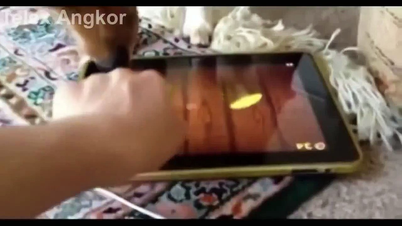 Dog Animal | Dogs | Dog Videos Funny | Funny Dogs Video | Funny Animals Video | Dog Videos