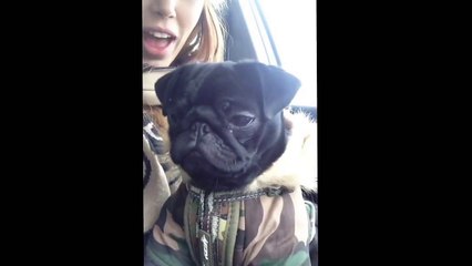 Black Pug moaning as going to the vets! Funny