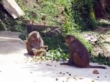 Tibetan macaque monkeys eating near Ascension House