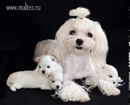 приветствие