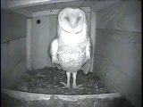 Barn Owl Copulation