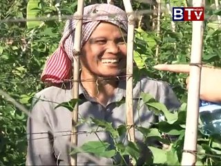 ដំណាំស្លឹកបាស  BTV