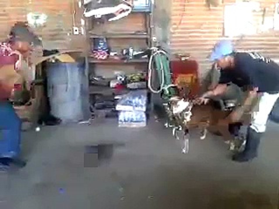 How a agressive Dog attacks | Must Watch