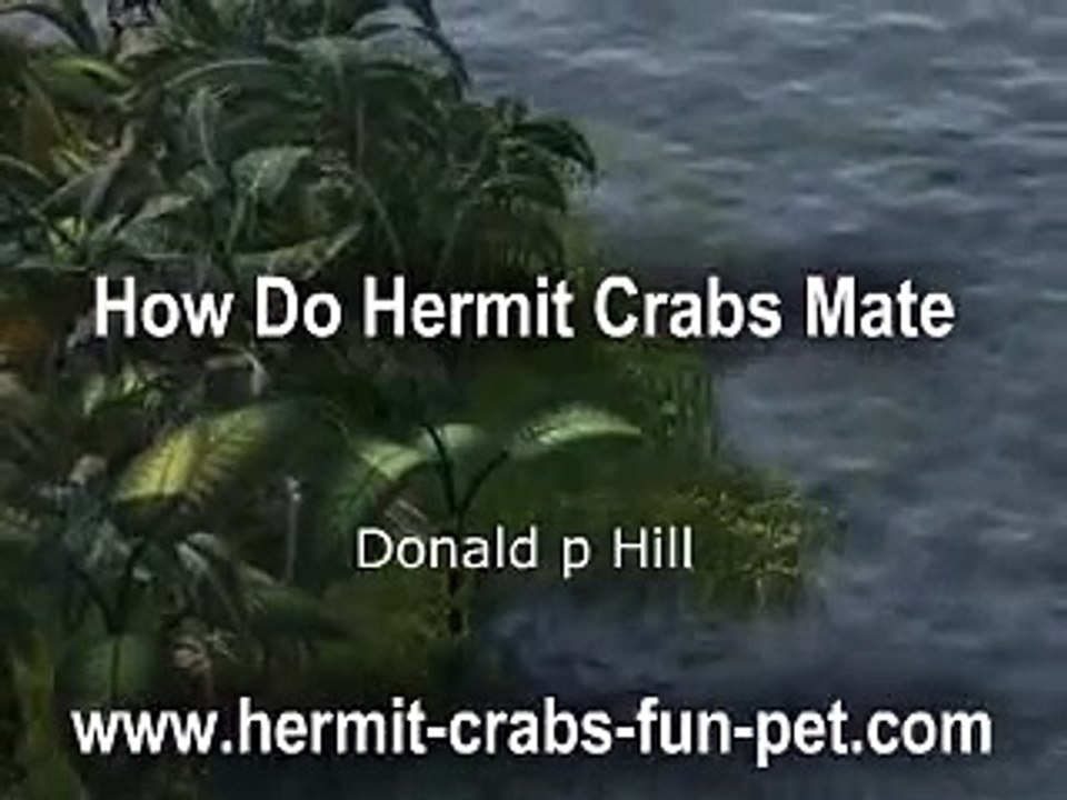 How Do Hermit Crabs Mate