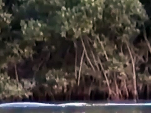 Русалка или доисторическое существо!? Динозавры существуют!