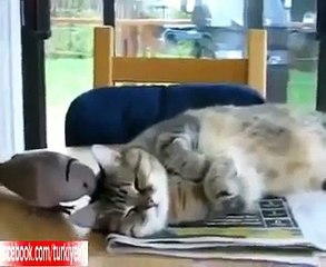 Kedi Büyük İhtimalle Oruç'lu Kediyle Dalga Geçen Kuş