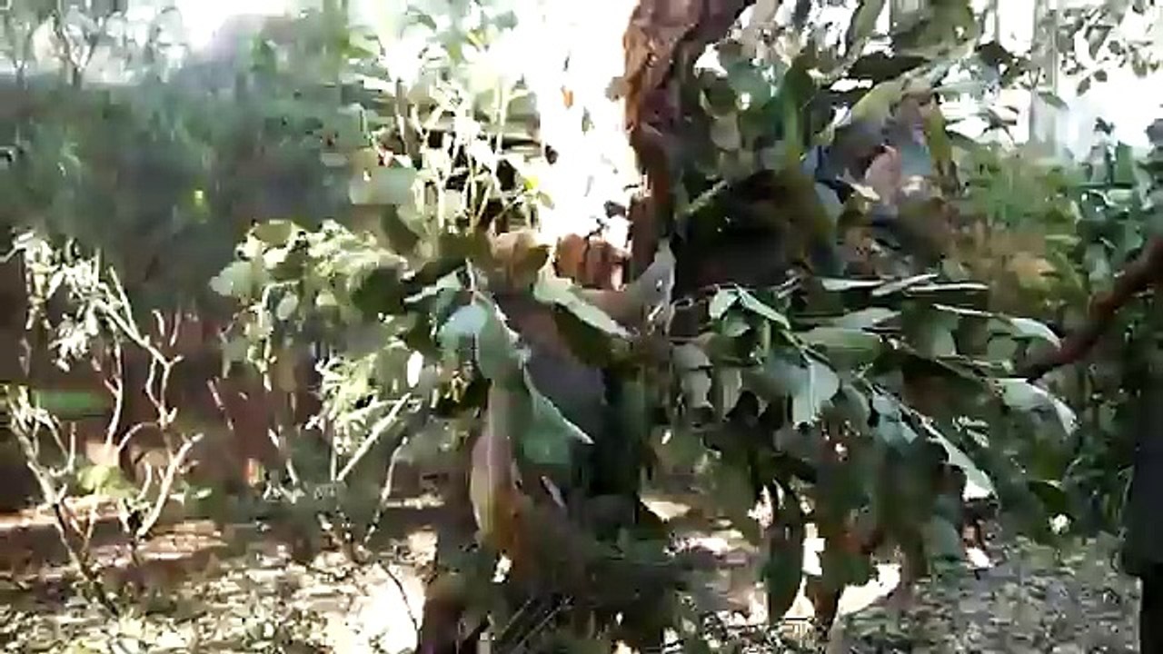 قتال بين دب الكوالا