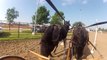 The winning run from the plymouth county fair draft horse obstacle course