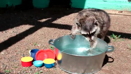 Para estos mapaches, fregar platos es un juego