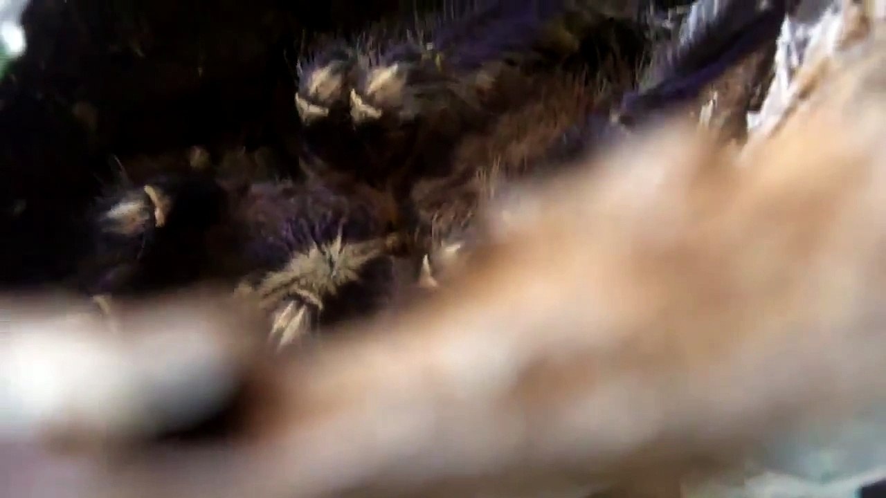 Tarantula Mythbuster Vid 19 - Detailed Vid on P.metallica
