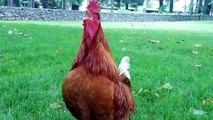 Rooster Crowing In The Morning - Rooster Sounds Effect