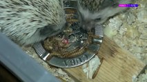 [ASMR HD] Hedgehog Eating Live Mealworms