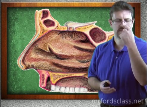 Respiratory System : Upper Respiratory Tract Of The Respiratory System (16:02)