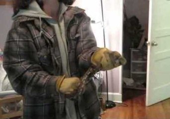 Family Return From Holidays to Find a Snake in the Bedroom