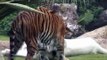 Tigri, meraviglie della natura!