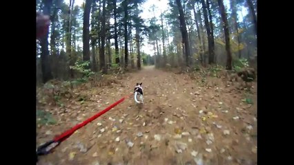 Pups first race in harness - 2km canicross