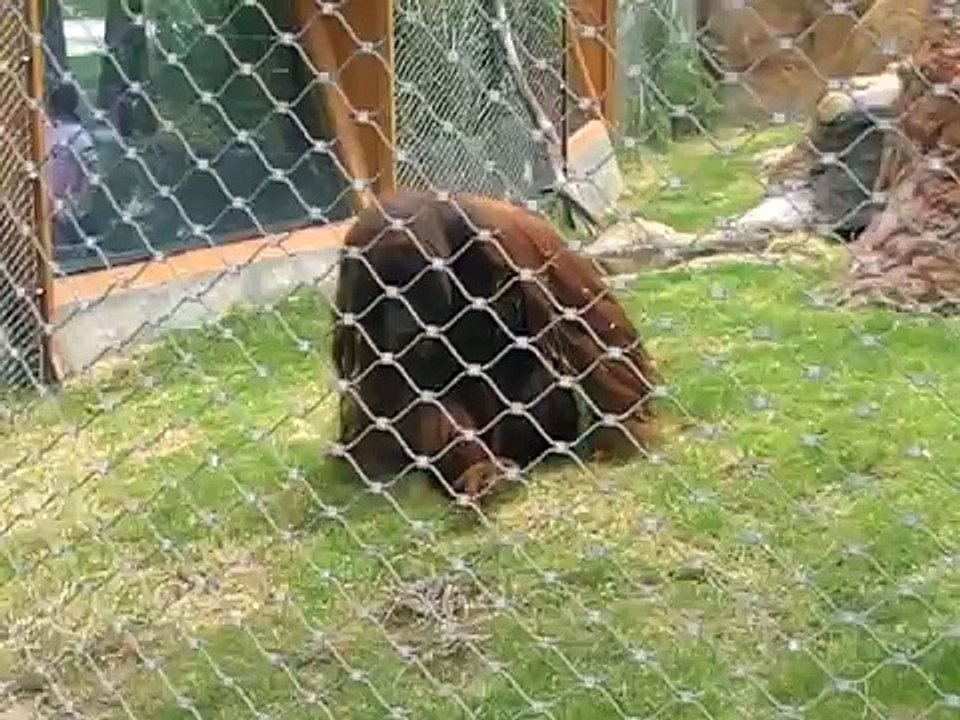 UN DÍA EN EL ZOO