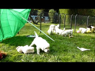 Golden Retriever Puppies' first time outdoors
