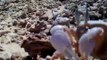 القشريات البحريه   السلطعون الرملي Crustaceans, marine sand crab