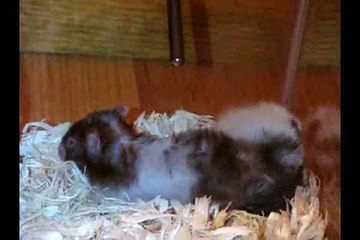 my two hamsters having sex...