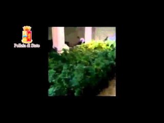 Partinico (PA) - Piantagione di marijuana  (08.06.15)