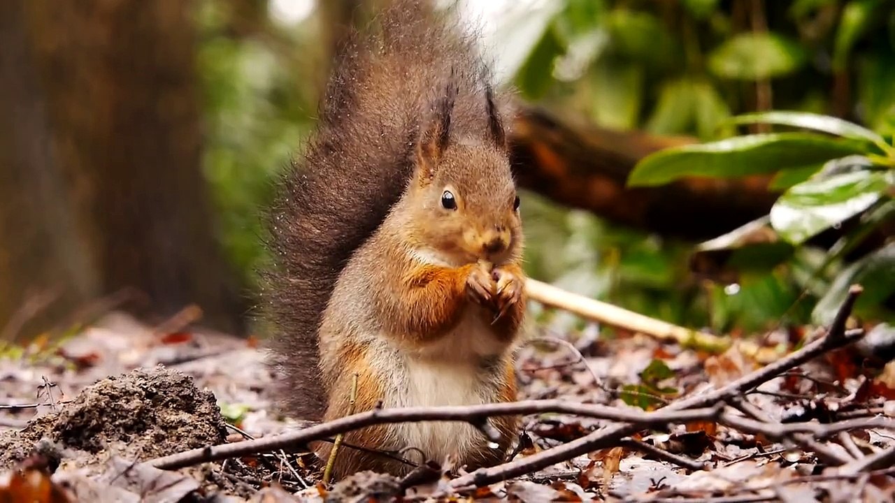 Red Squirrel or Eurasian Red Squirrel (Sciurus vulgaris) / Eichhörnchen [17]