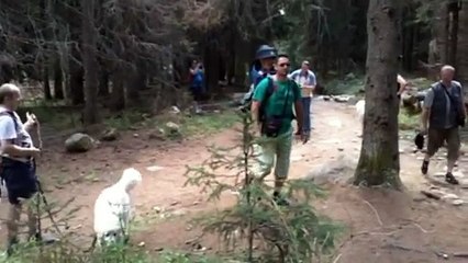 Slovenský čuvač Pribylina 2011