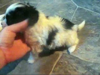 zuchon puppies for sale teddy bear puppies Visit Http://www.fuzzywuzzypups.com