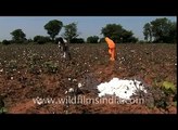Cotton fields in Udaipur!