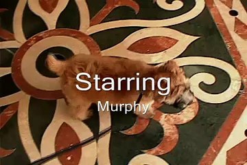 You Must've Been a Beautiful Baby -- Murphy the Wheaten