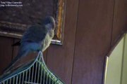 Quaker parrot talking and swearing