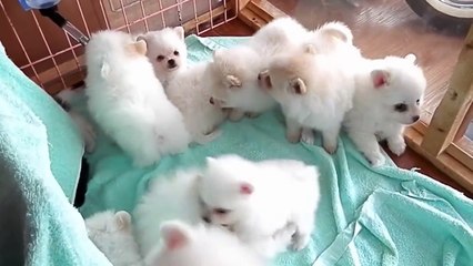 American Eskimo puppies