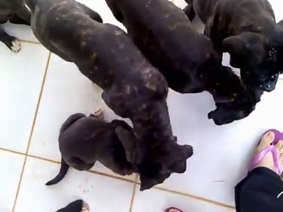 Mastim Cane corso, filhotes.