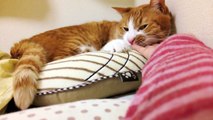 『お昼寝しよう!!』クッションに抱きつきアピールする茶トラ猫 「マック」-Let's take a nap together.Favorite cushion of the cat.