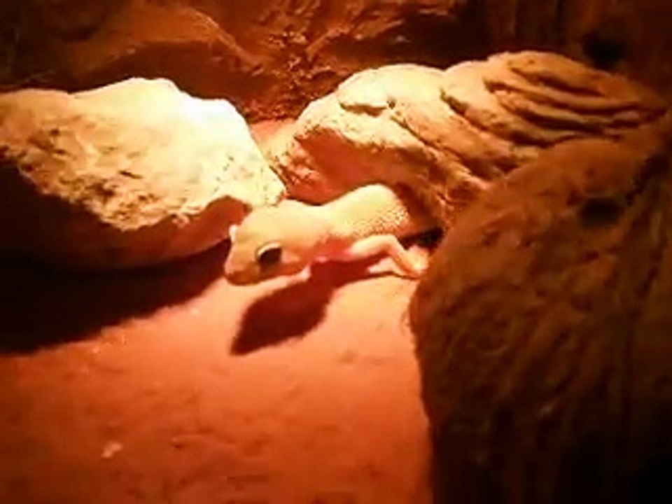 Terrarium gecko léopard (aménagement)