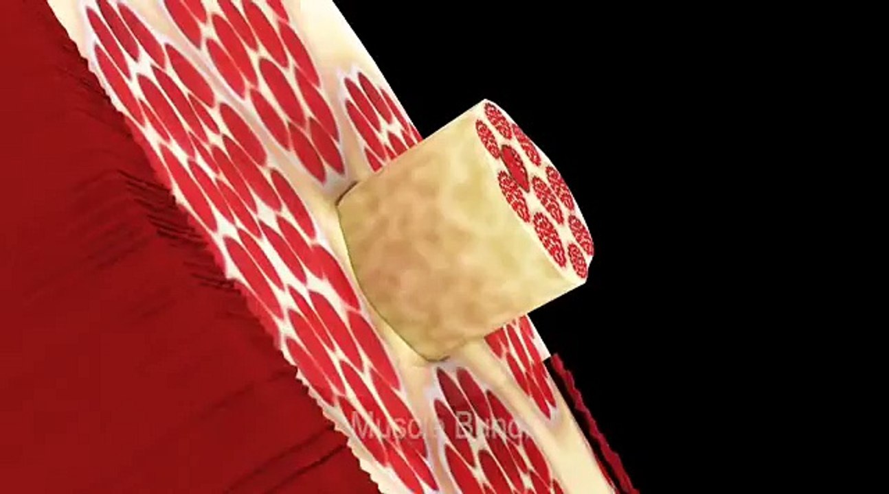 ¿Cómo se produce la contracción y relajación del músculo? [EN]