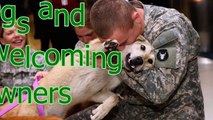 Dogs and cats welcoming owners after long time - Cute animal compilation