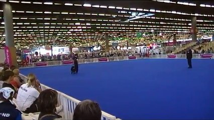 Obedience WM 2011 Paris