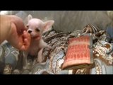 Micro Teacup Chihuahua White Male for sale ~ Baby Casper Boutique teacup puppies