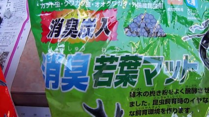 カブトムシの飼育のしかた