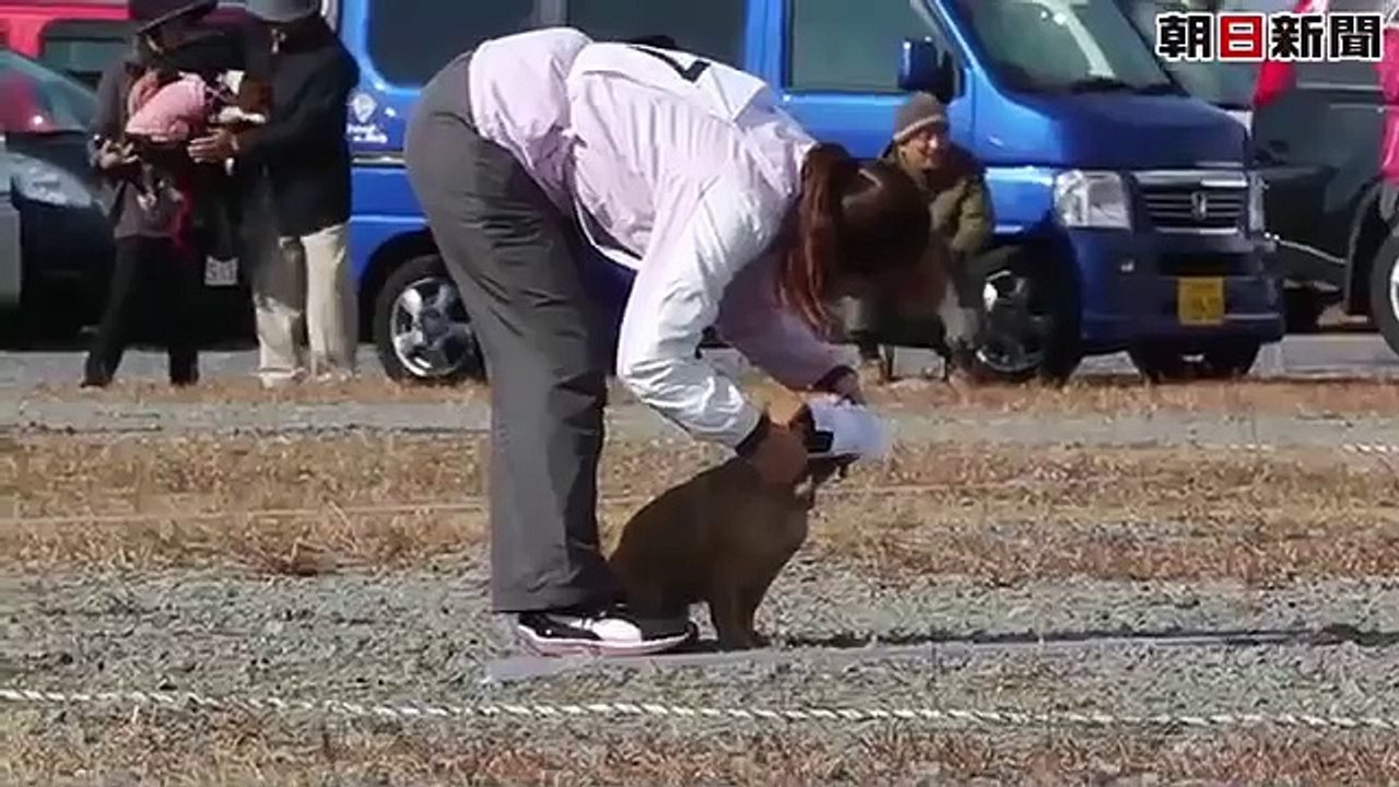 山口県警の嘱託警察犬審査にフレンチブルドッグ初挑戦