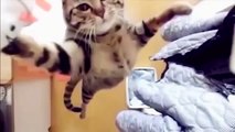 ♥ CAT ♥ Hilarious mix best VIDEOS funny ♥ 招き猫 ((GATTI DIVERTENTI))