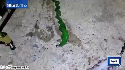Dunya News- Mystery green ''slime snake'' caught on camera.