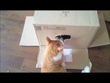 最後で爆笑！からかわれて困ったので、箱のふたを閉める猫「特ダネ！投稿DO画」で紹介